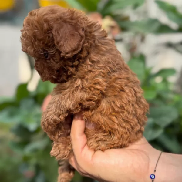 Poodle Alfonso