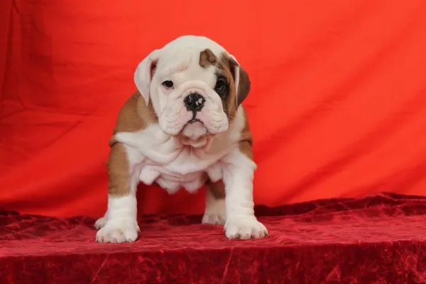 Meet Remy