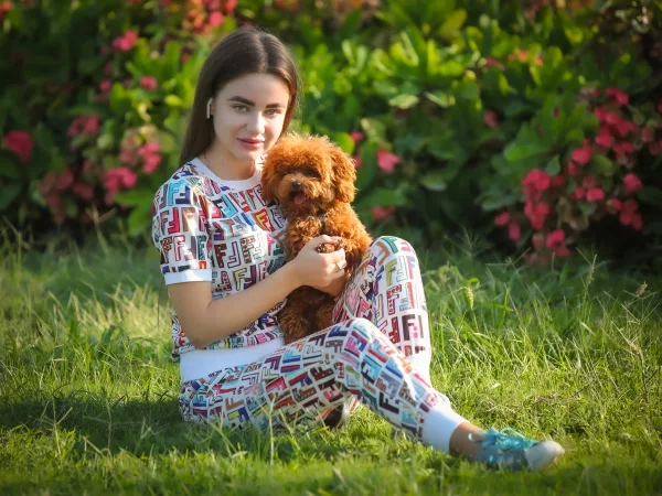 Poodle Teddy
