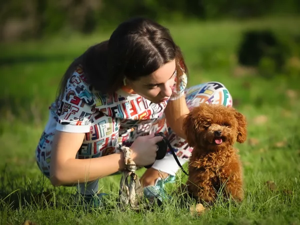 Poodle Teddy