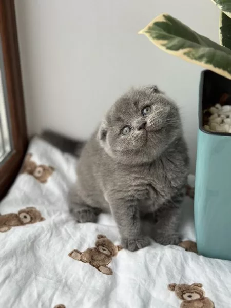 Meet Xenia