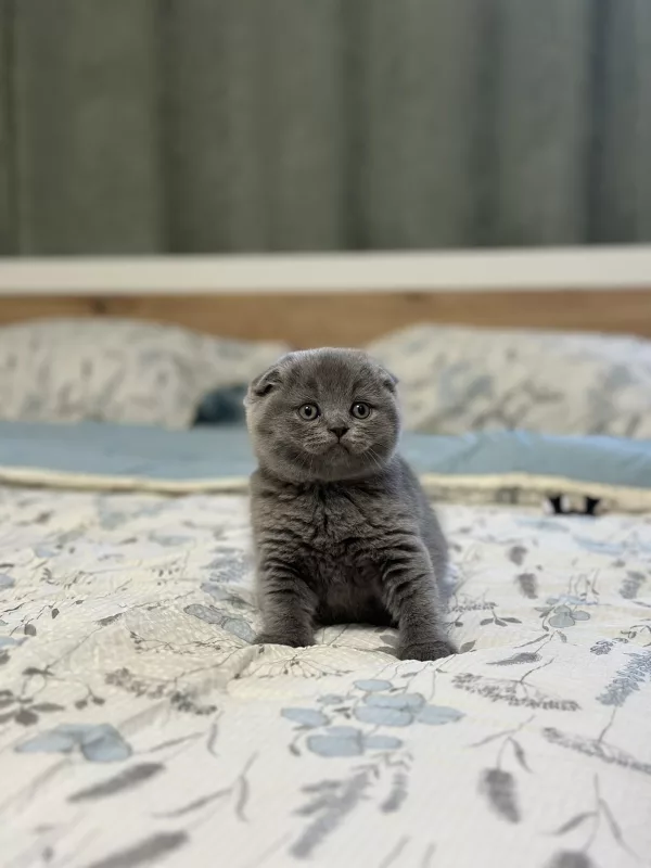 Scottish Fold Xenia
