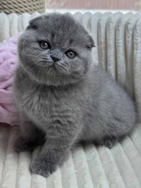 Meet Queen