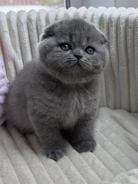 Scottish Fold Queen