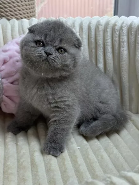 Scottish Fold Queen
