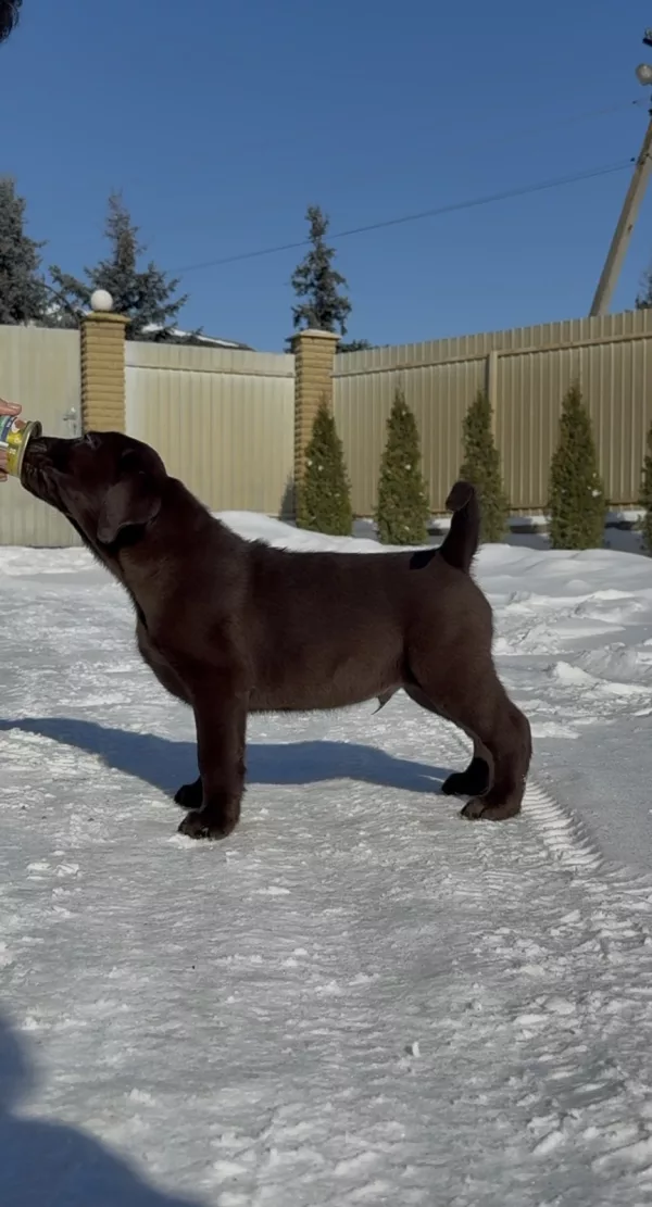 Labrador Retriever DOBBY
