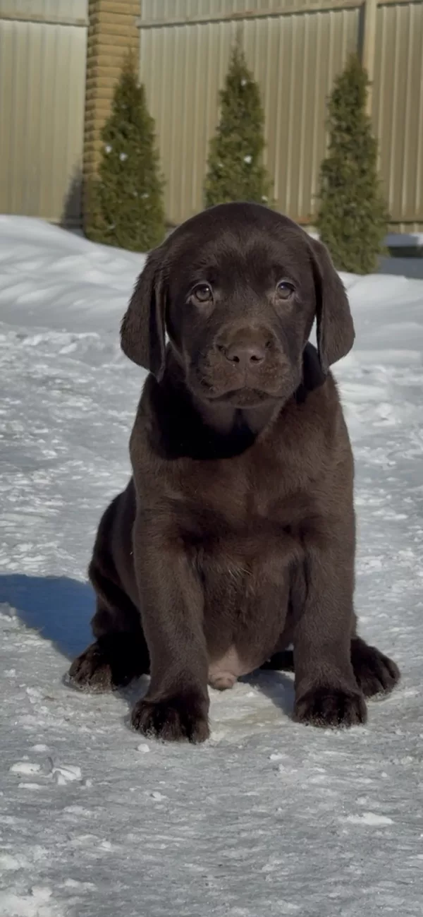 Labrador Retriever DOBBY