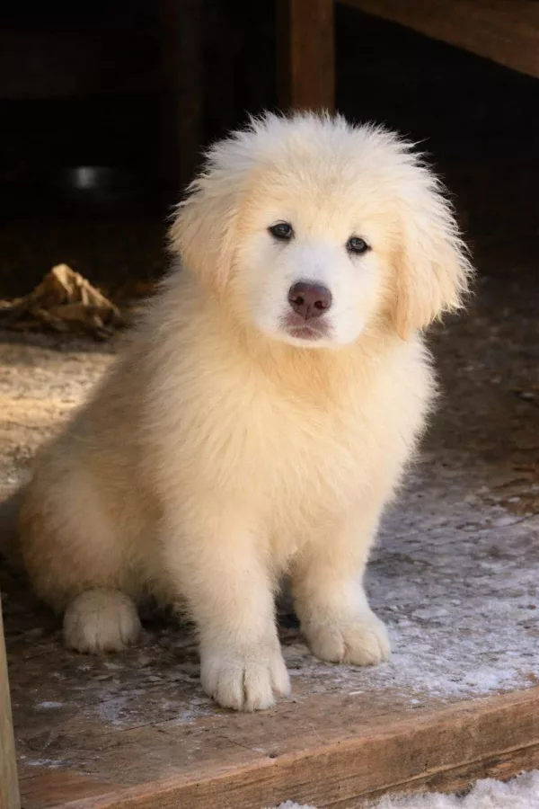 Meet C