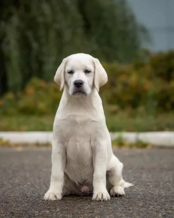 Labrador Retriever HECTOR