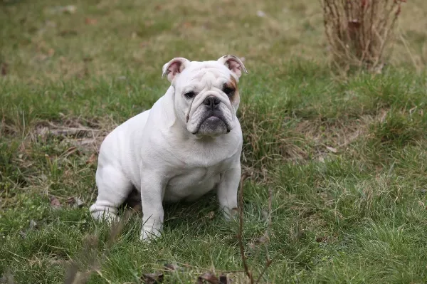 Meet Daisy