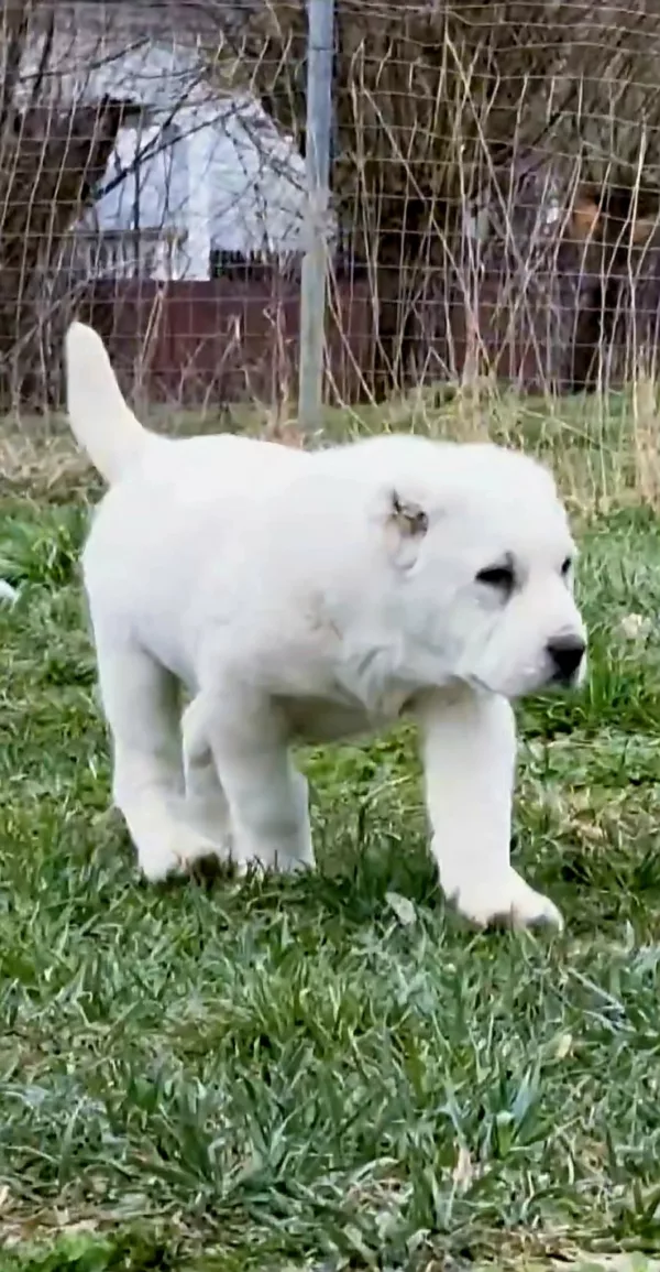 Meet Zeus