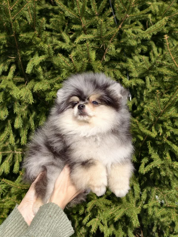 Pomeranian MEME