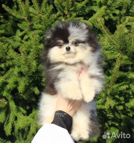 Pomeranian MEME