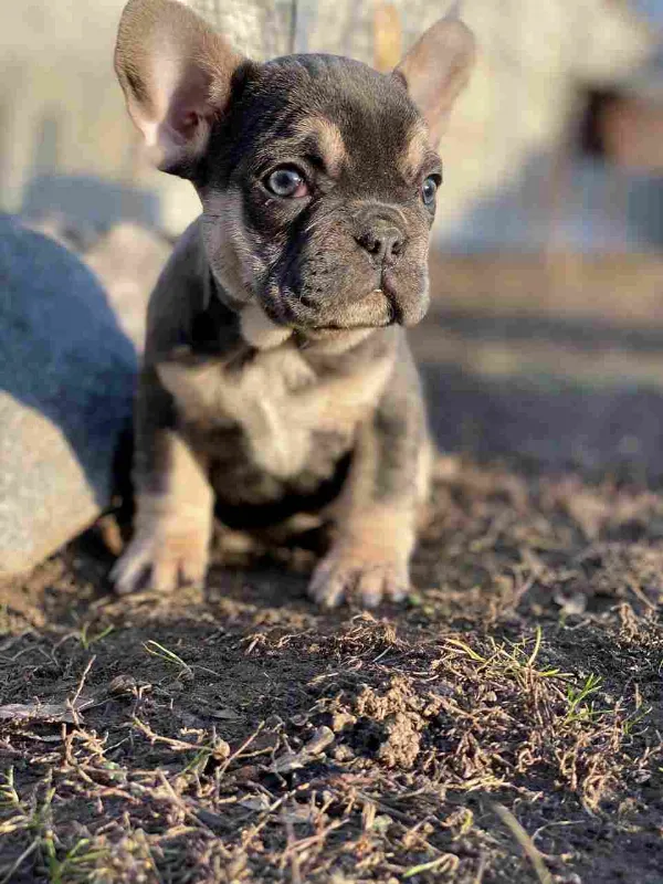 Meet Koda