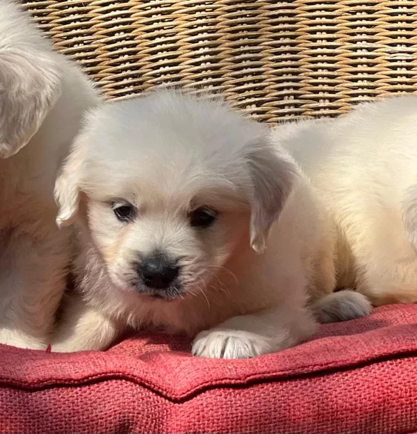 Meet Loki