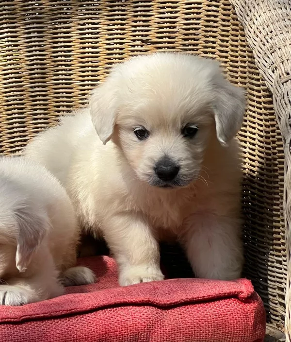 Golden Retriever Layla
