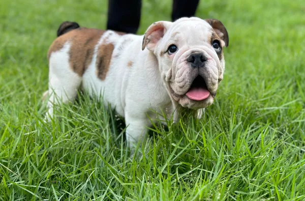 English Bulldog BB - Big Buffalo
