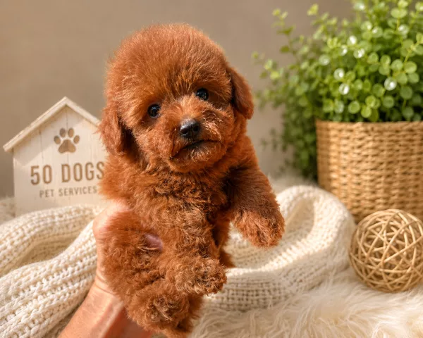 Meet Milo