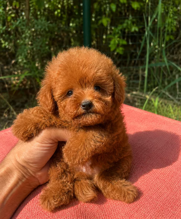 Poodle Milo
