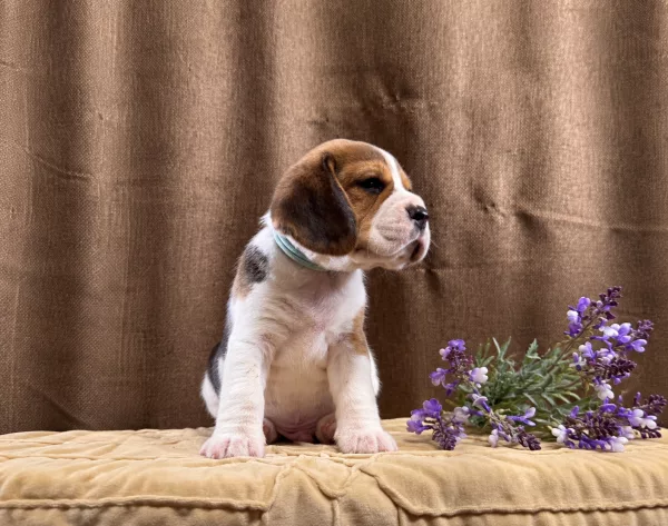 Meet Tate