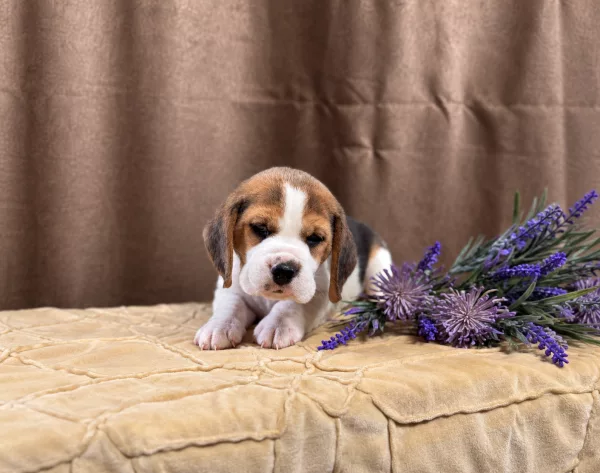 Beagle Tadeusz