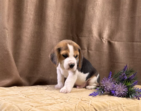 Beagle Tadeusz