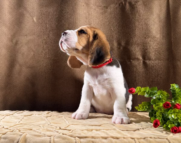 Beagle Tiffany