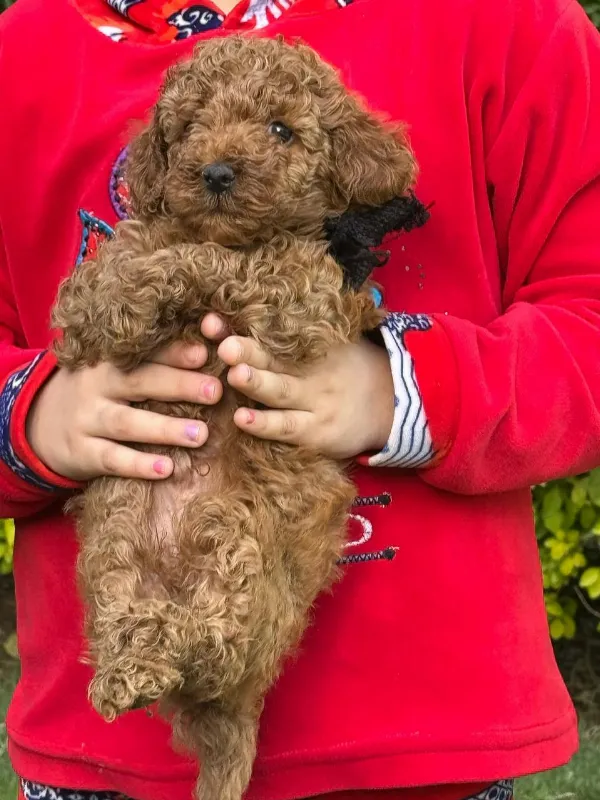 Poodle Brie