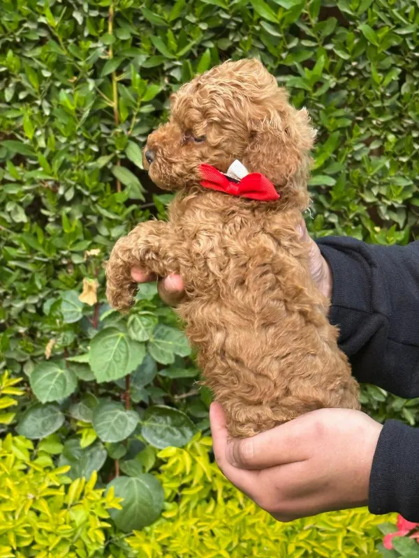 Poodle Brody
