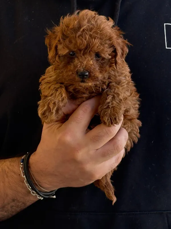 Poodle mailo