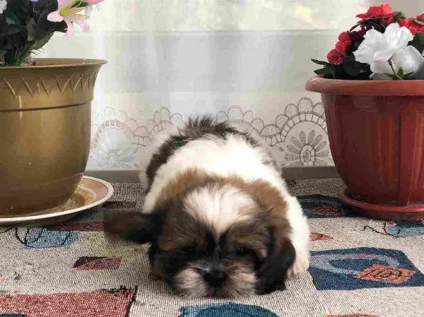 Shih Tzu Levi