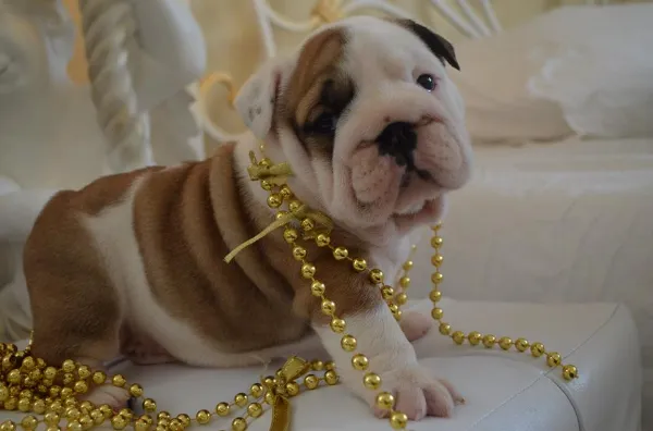 English Bulldog Bella