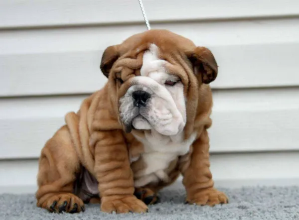 English Bulldog Cosmo