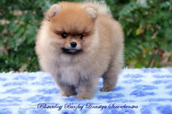 Pomeranian Lucky