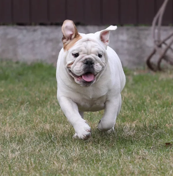 Meet Dolly