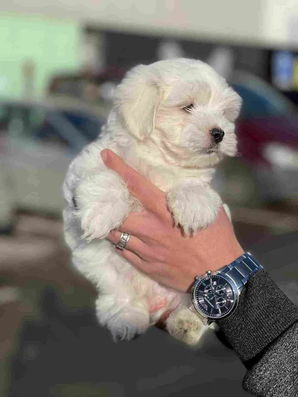 Maltese Odin