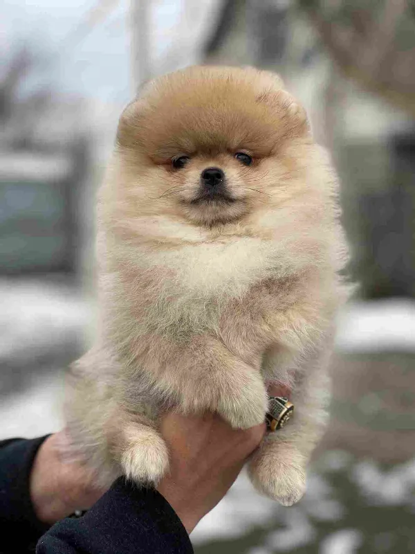 Pomeranian Izzy