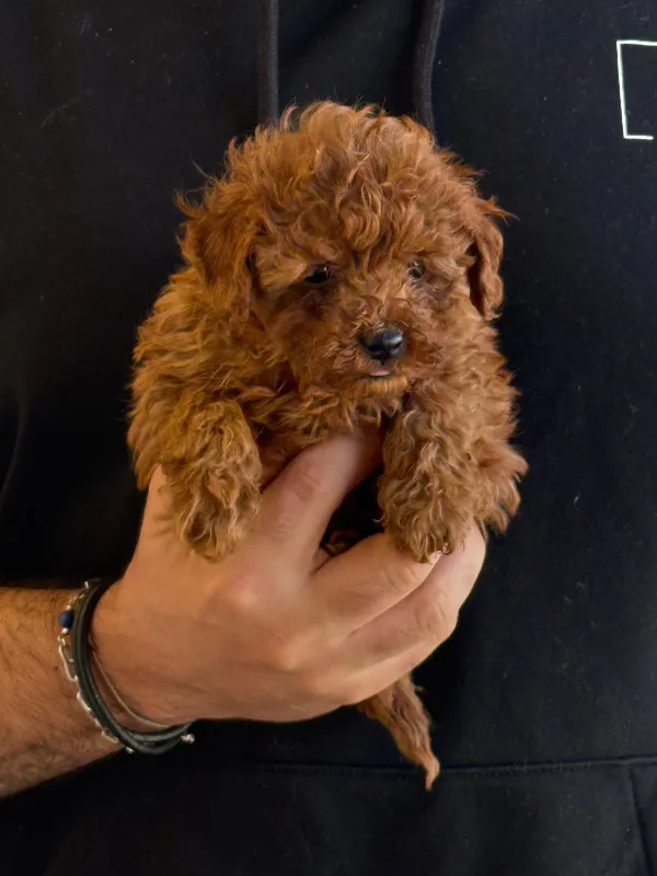 Poodle mailo