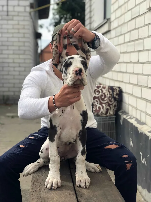 Great Dane Lilo