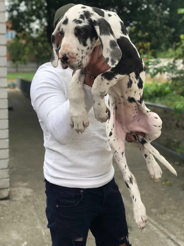 Meet Lilo