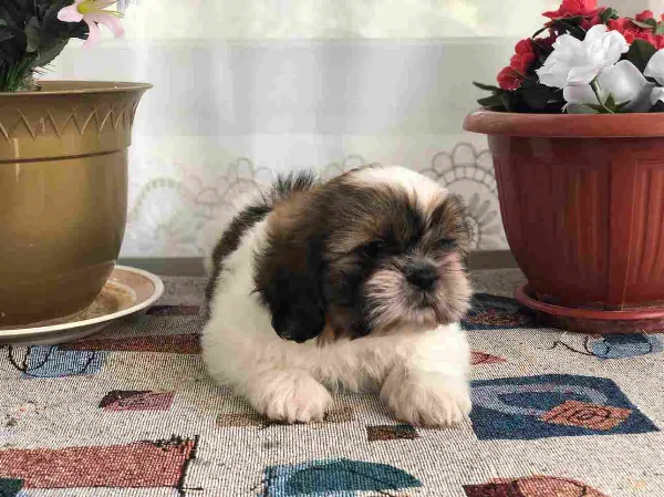 Shih Tzu Nemo