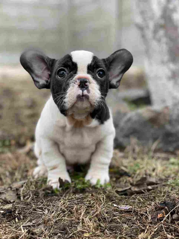 French Bulldog Dexter