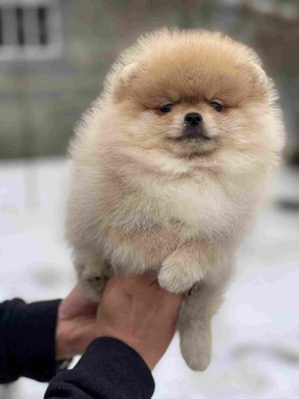 Pomeranian Izzy
