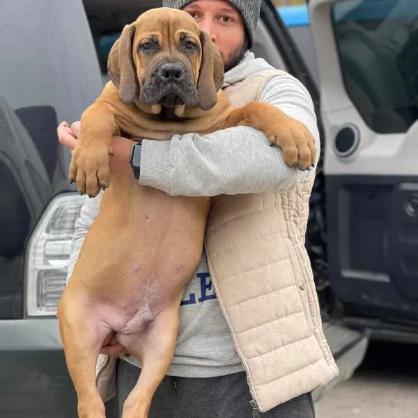 Boerboel Axel