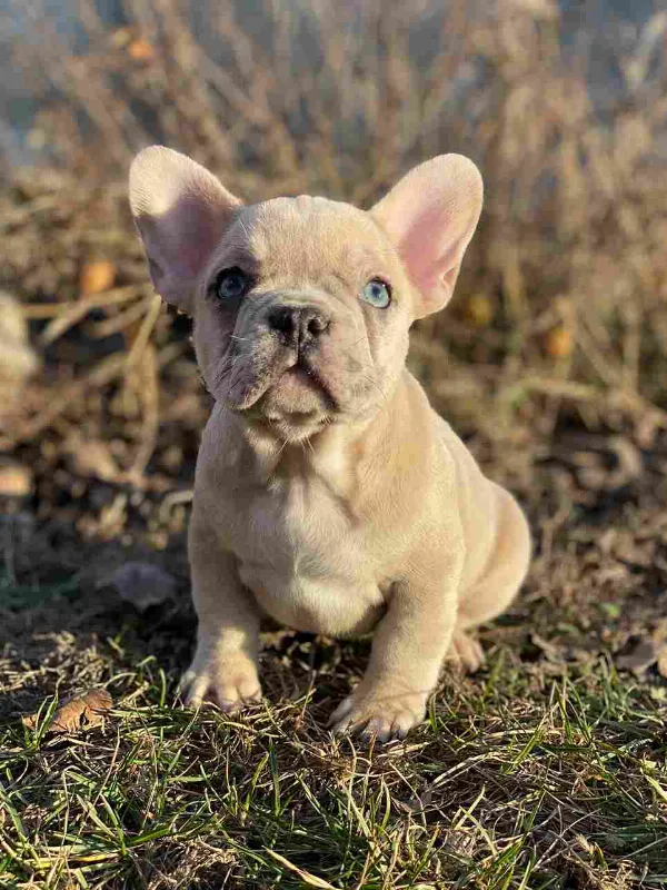 Meet Mia