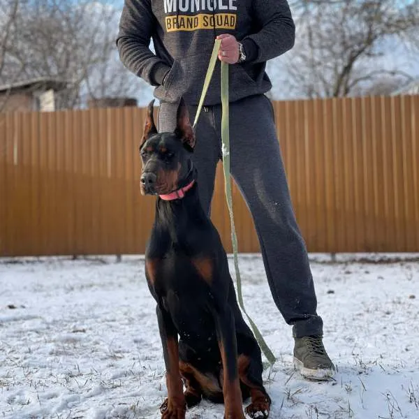 Doberman Skye