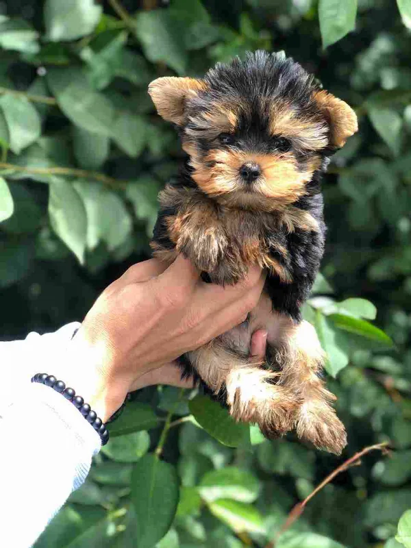 Yorkshire Terrier Sammy