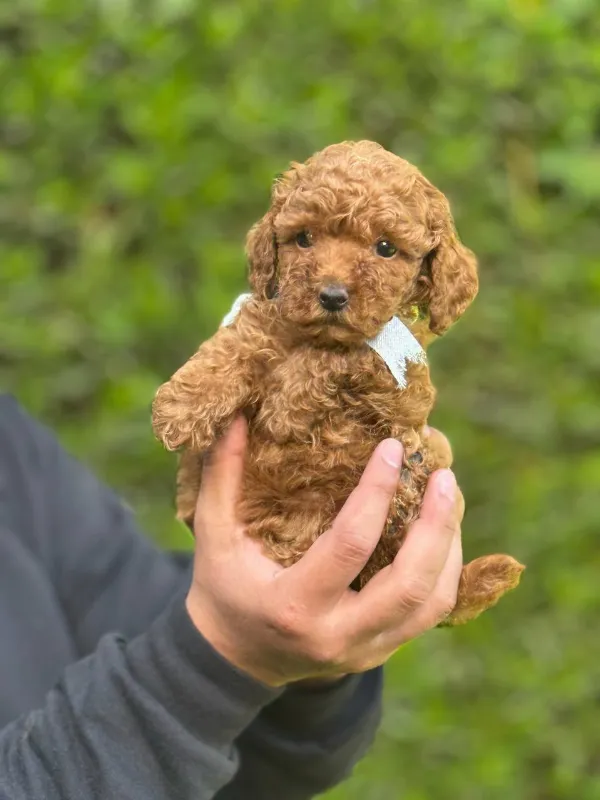 Poodle Breeze