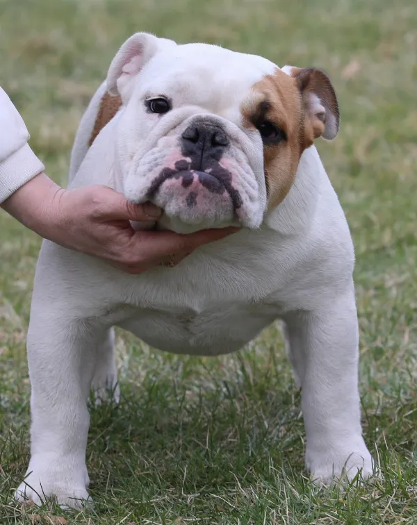 English Bulldog Delaila
