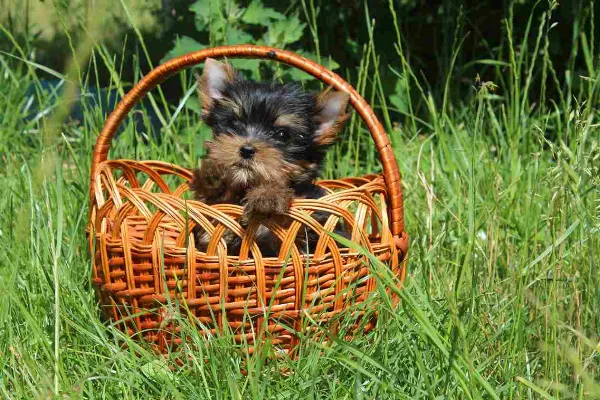Yorkshire Terrier Sasha